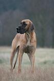 DOGUE ALLEMAND 742